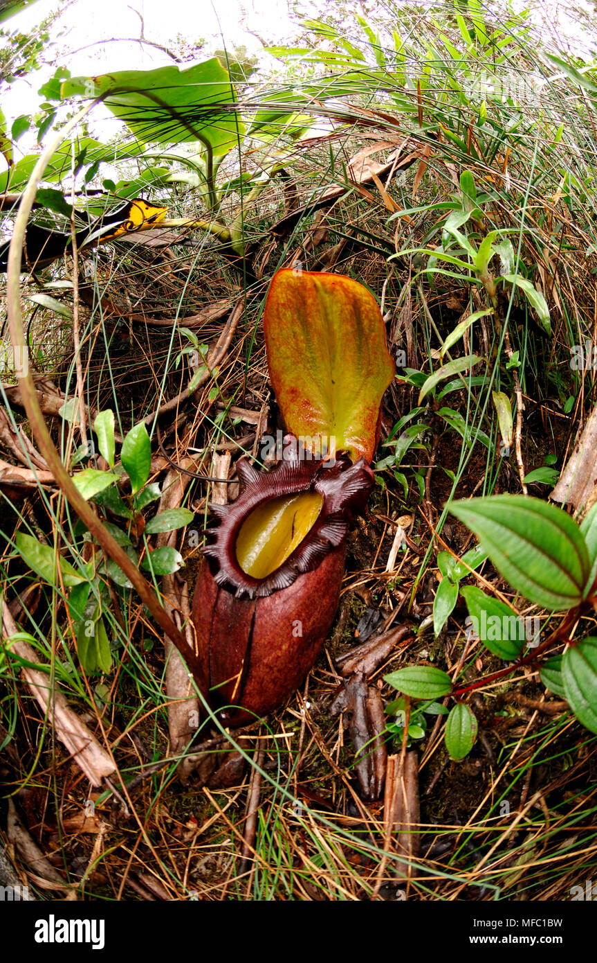 PITCHER PLANT Nepenthes rajah Sabah, Borneo Stock Photo