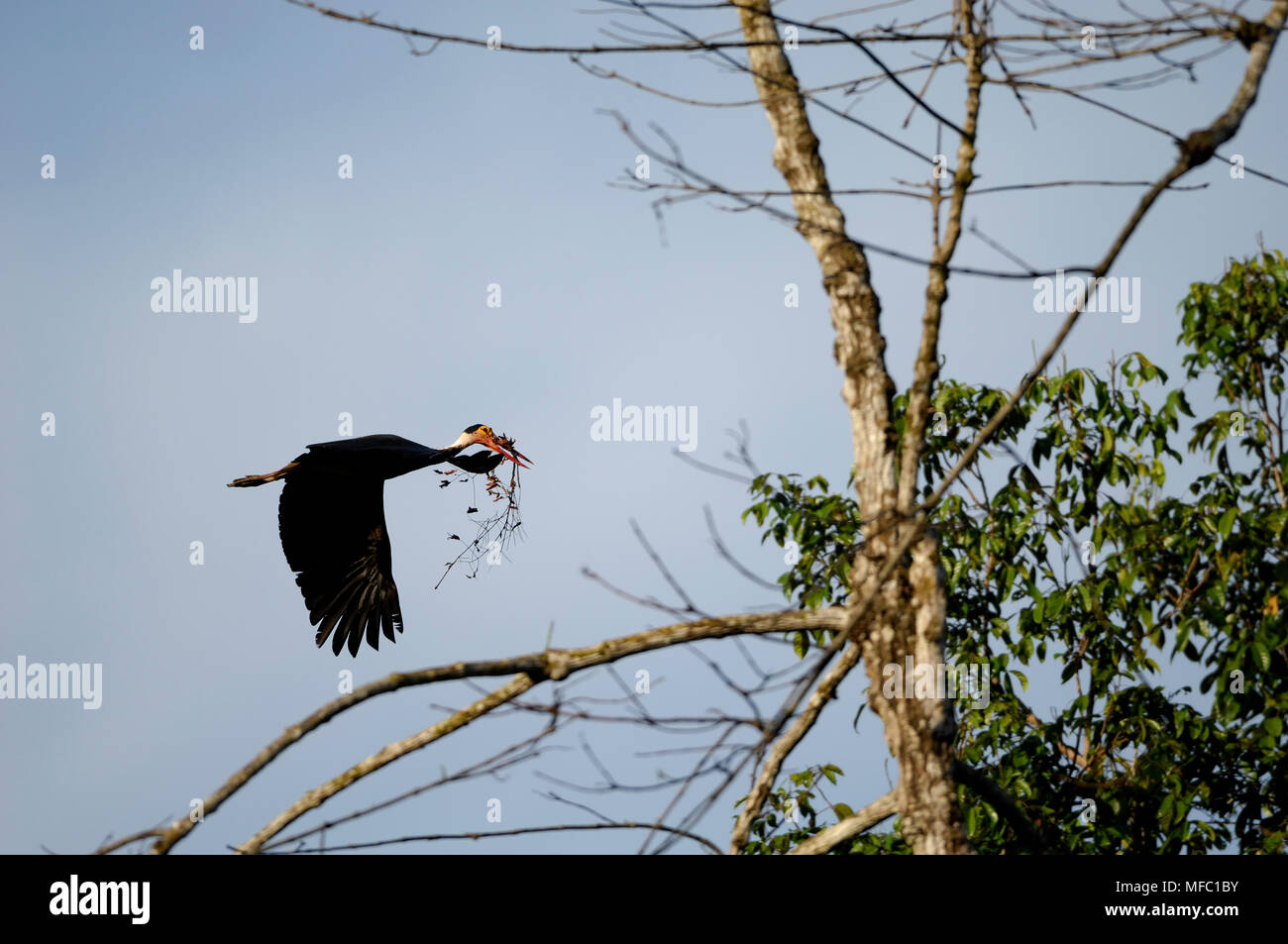 STORM STORK Ciconia stormi carrying nesting material Borneo Stock Photo