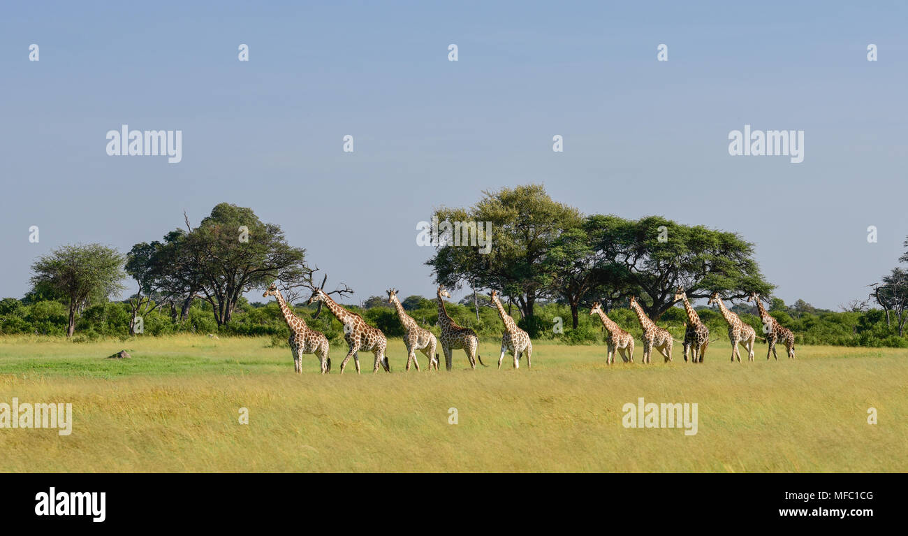 Ten giraffes (Giraffa camelopardalis) in a row walking in an open grassland Stock Photo