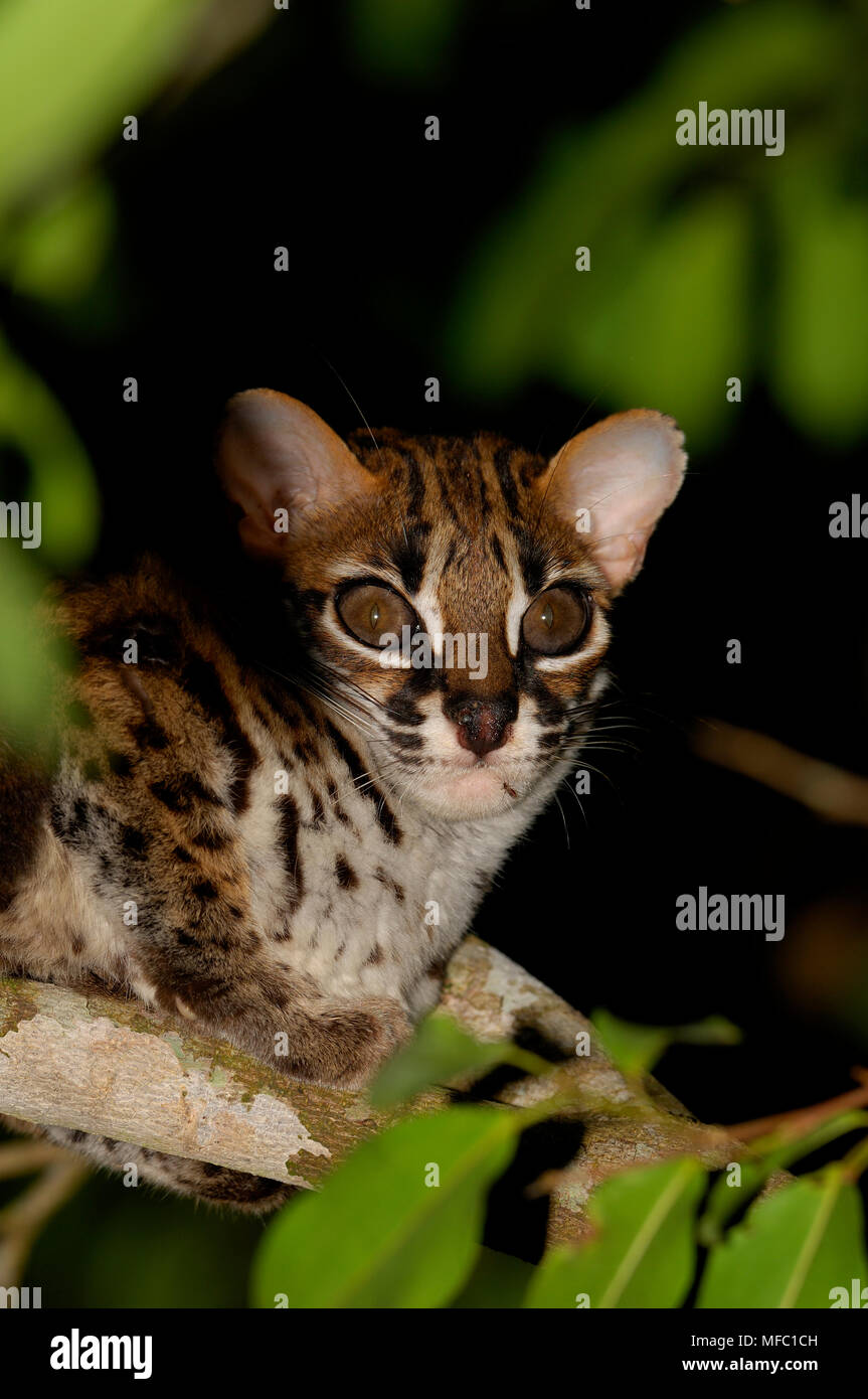 LEOPARD CAT Felis bengalensis Borneo Stock Photo