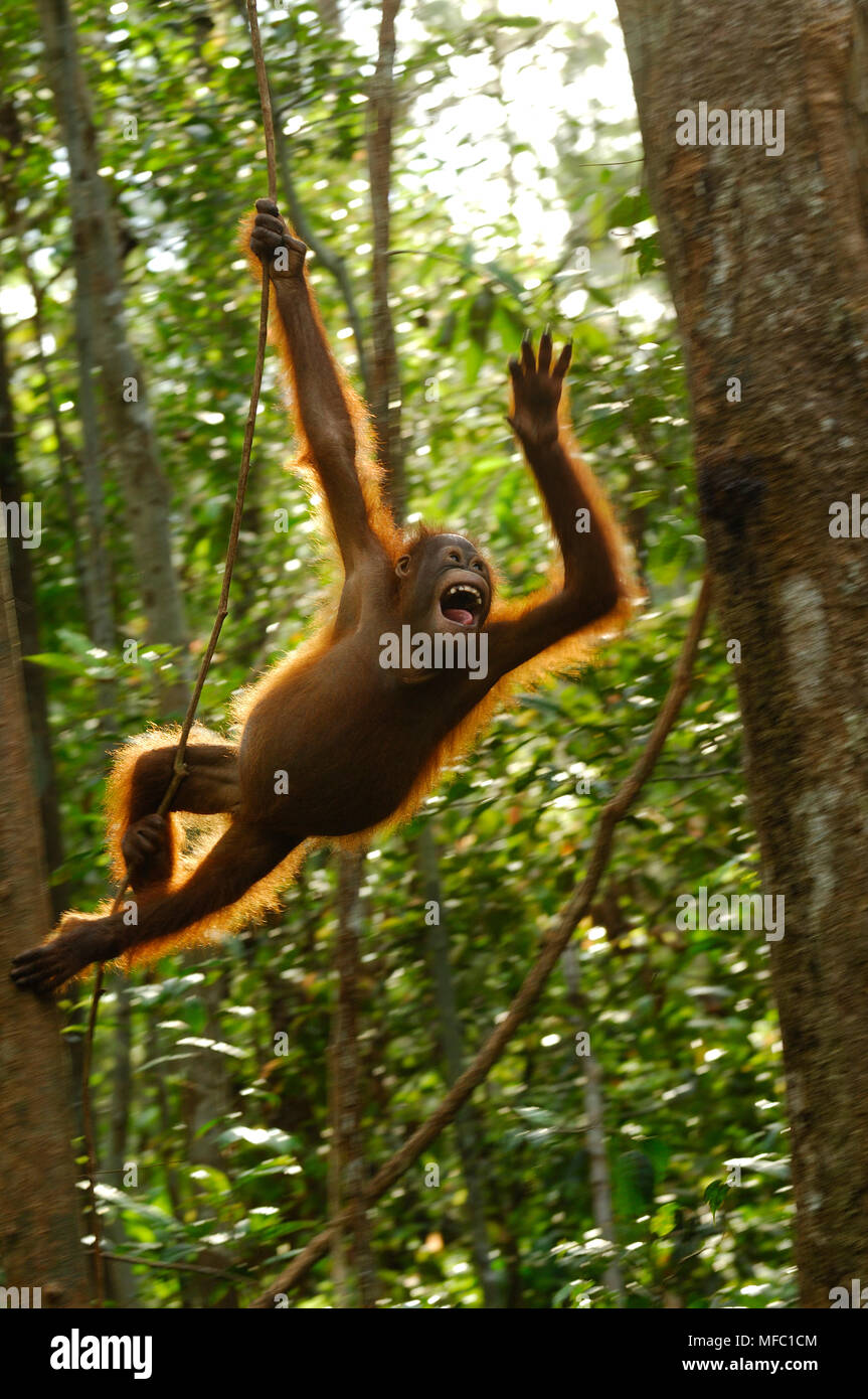 ORANGUTAN Pongo pygmaeus swinging to tree Borneo Stock Photo