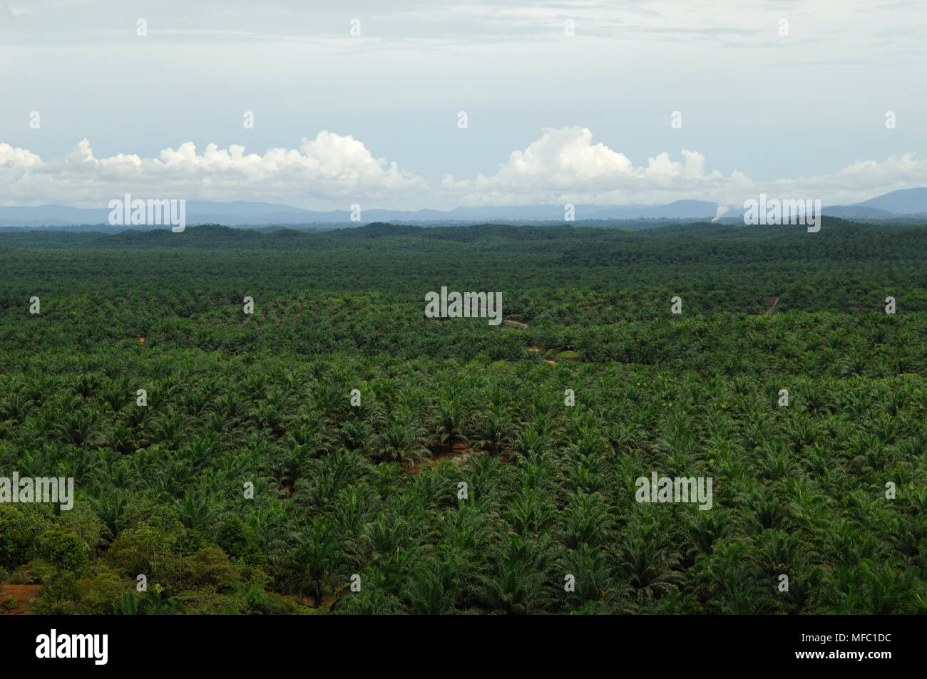 OIL PALM PLANTATION Sabah, Borneo, Malaysia Stock Photo