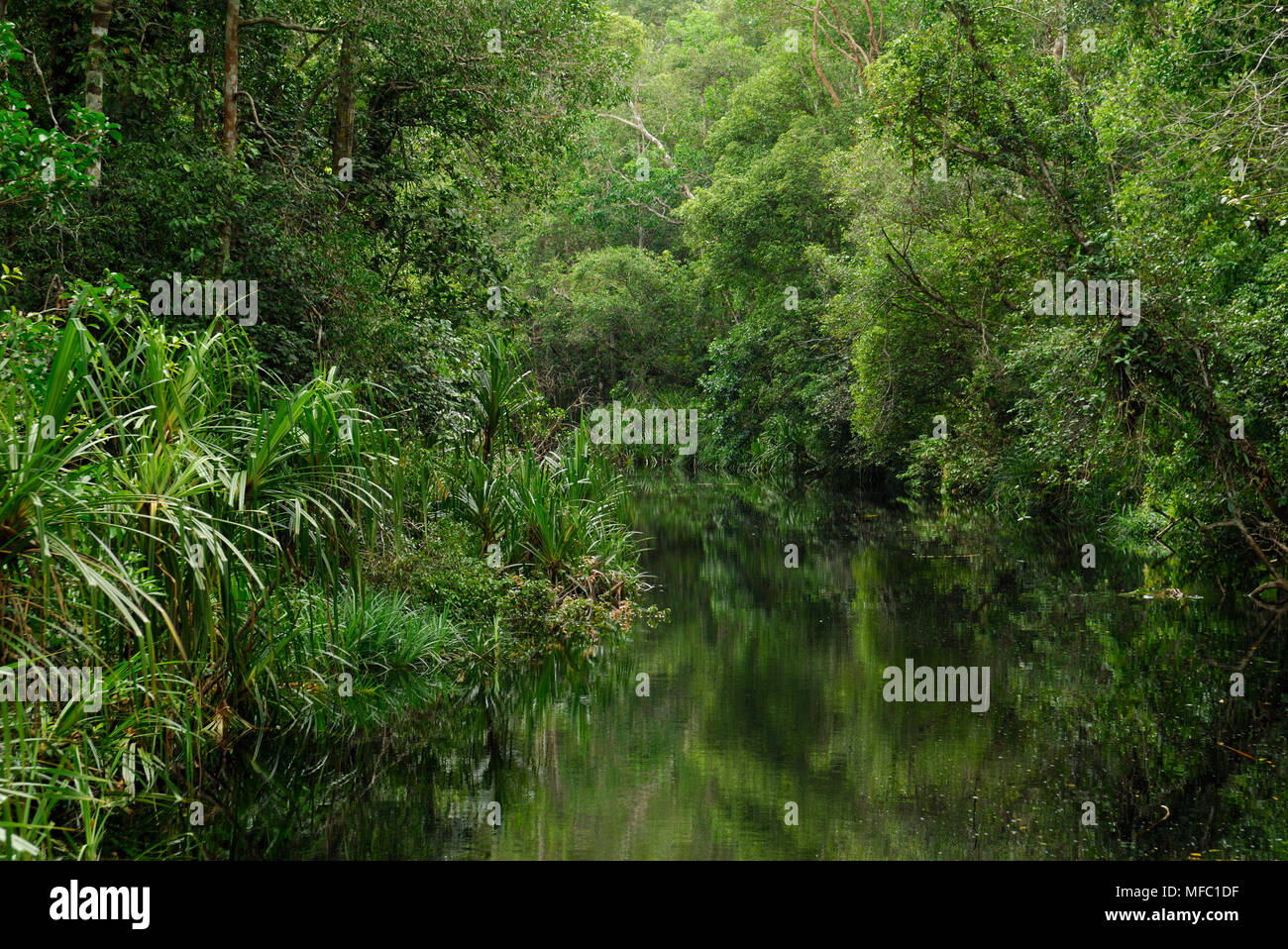 PEATSWAMP FOREST at Sekonyir river South Kalimantan, Sabah, Borneo, Malaysia Stock Photo