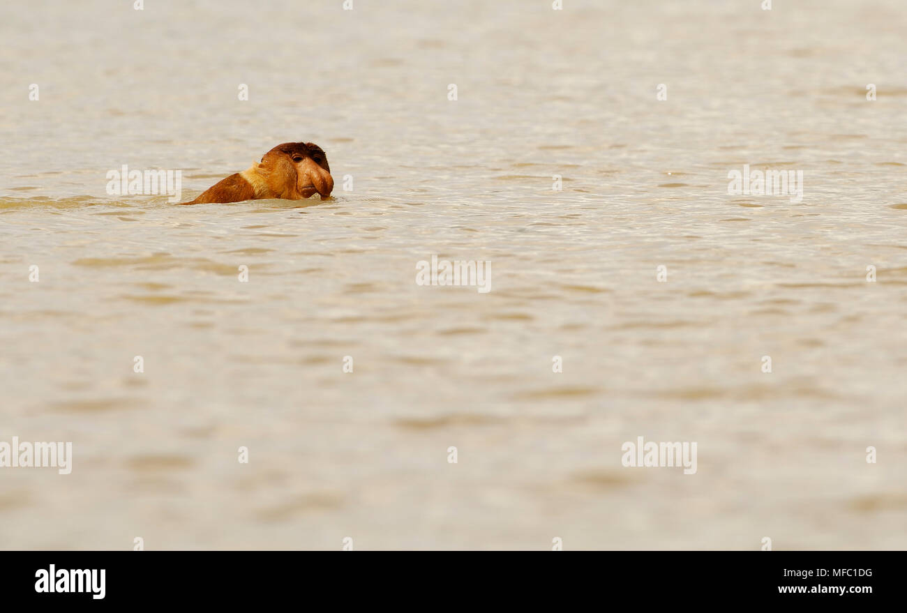 PROBOSCIS MONKEY Nasalis larvatus swimming across river Kinabatangan, Sabah, Malaysia Stock Photo