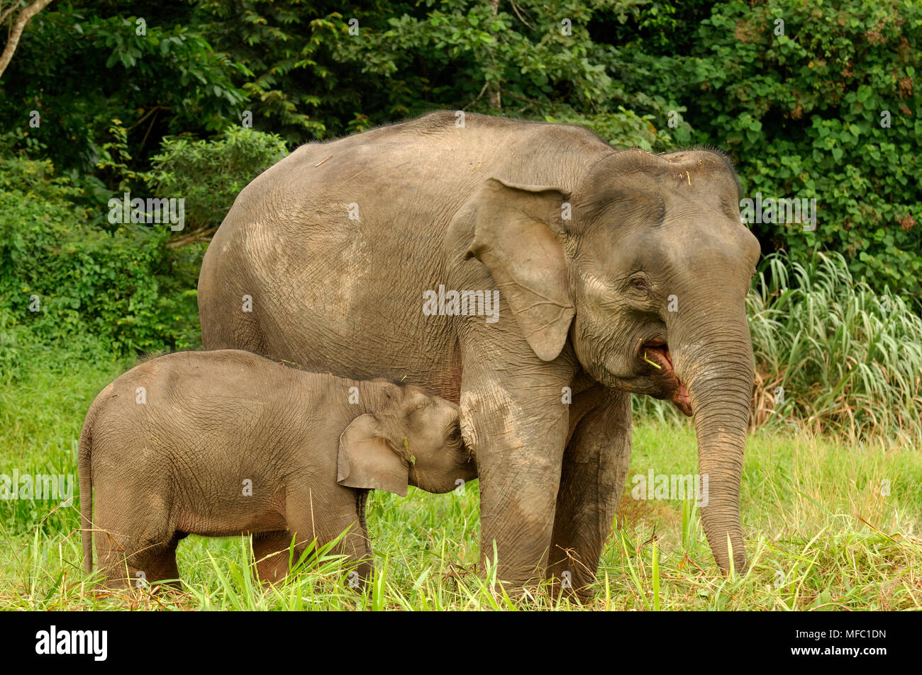 BORNEAN ASIAN ELEPHANT Elephas maximus mother and young Borneo. Stock Photo