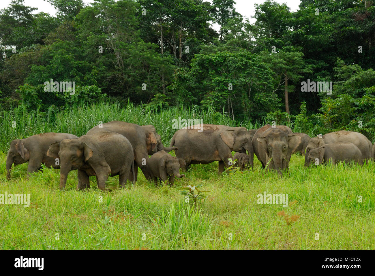BORNEAN ASIAN ELEPHANT Elephas maximus herd Borneo. Stock Photo