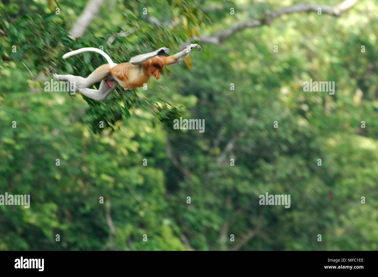 PROBOSCIS MONKEY male Nasalis larvatus jumping Borneo Stock Photo