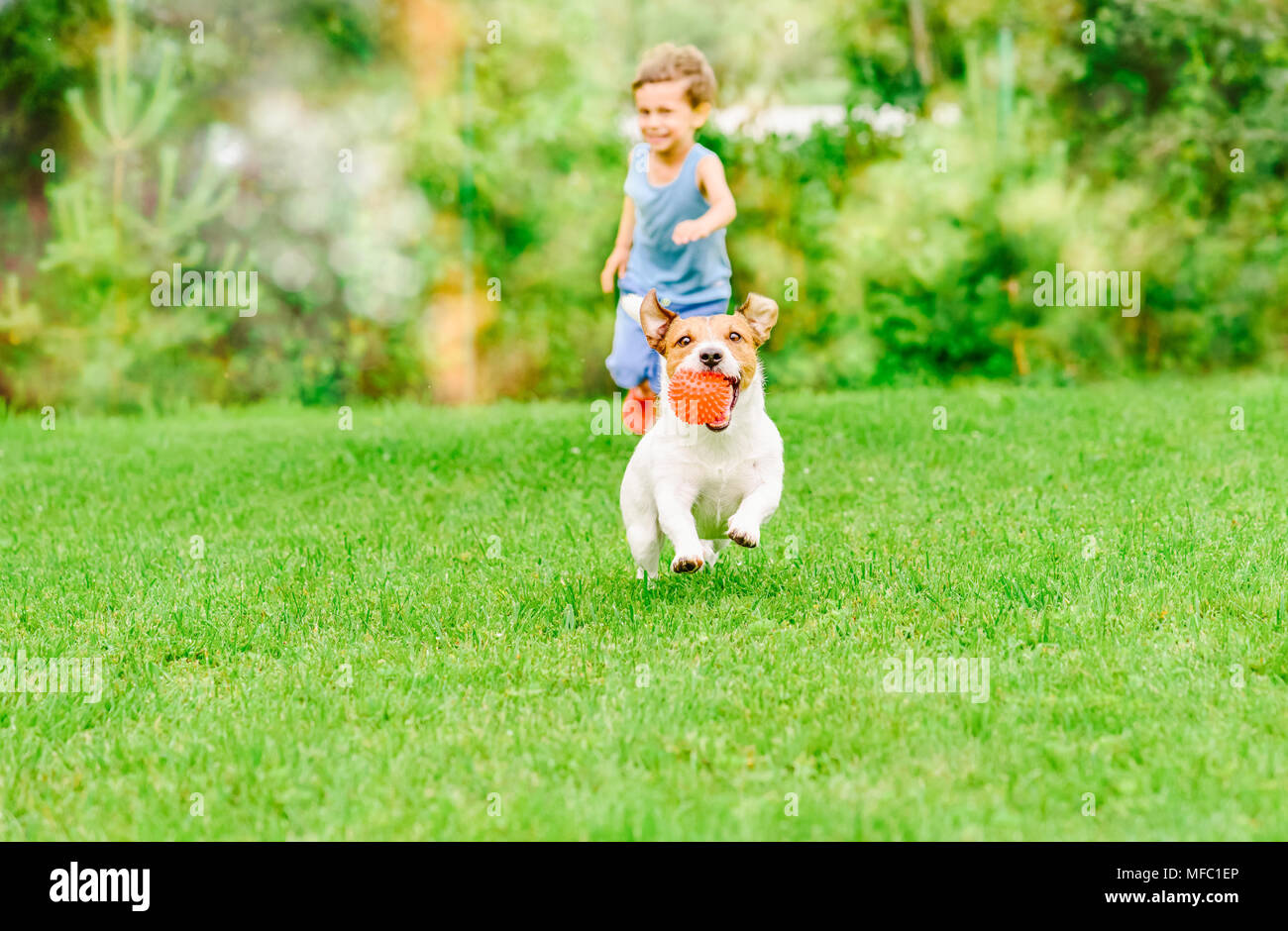 Dog with ball in mouth runs from kid playing chase game at summer lawn Stock Photo