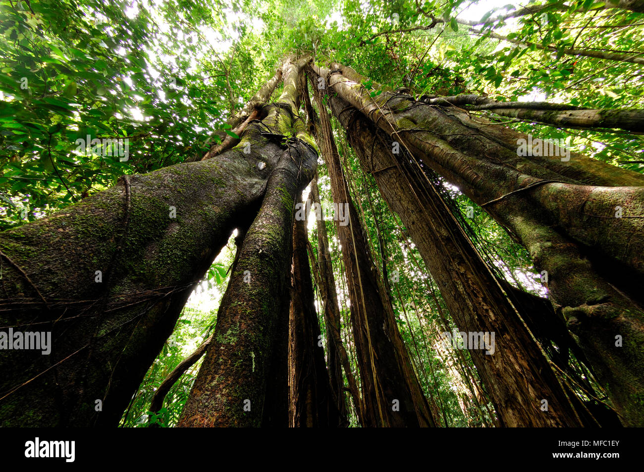 STRANGLING FIG Ficus benjamina Sabah, Borneo, Malaysia. Stock Photo