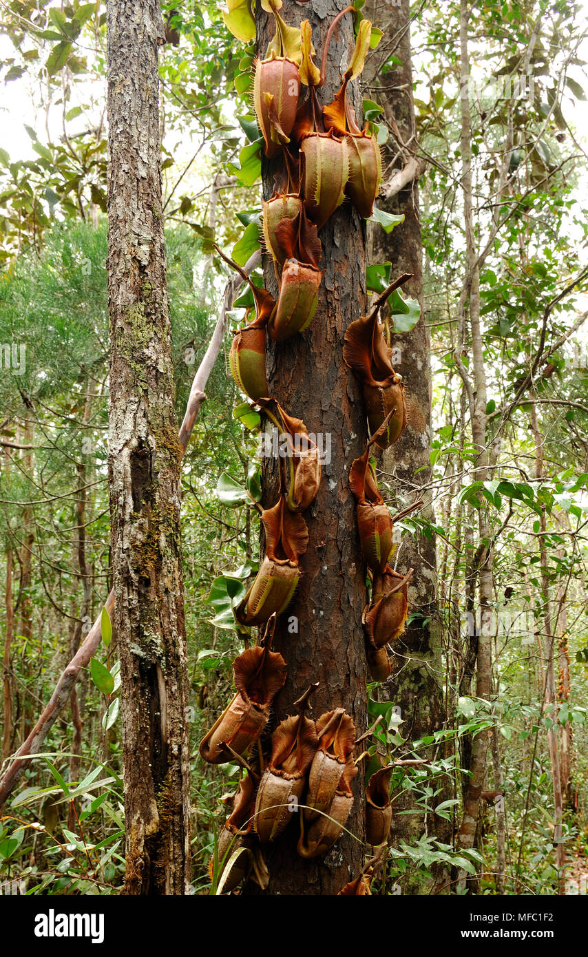 PITCHER PLANTS on tree Nepenthes veitchii Maliau, Sabah, Malaysia Stock Photo