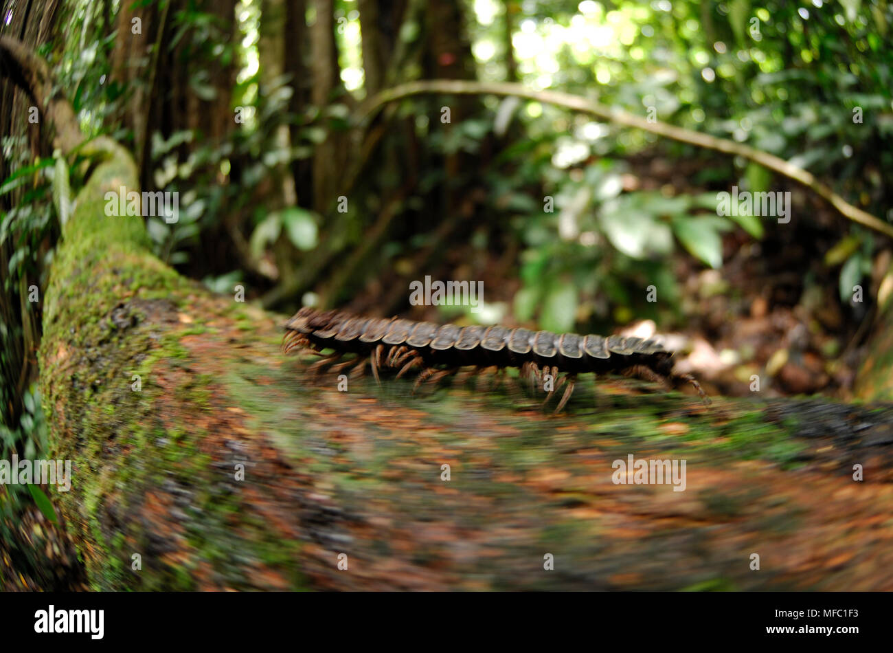 TRACTOR MILLIPEDE Fam: Diplopodae Sabah, Borneo, Malaysia. Stock Photo