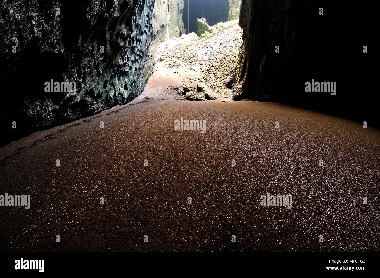 GOMANTONG CAVE with guano and thousands of cockroaches on floor Sabah, Borneo, Malaysia. Stock Photo