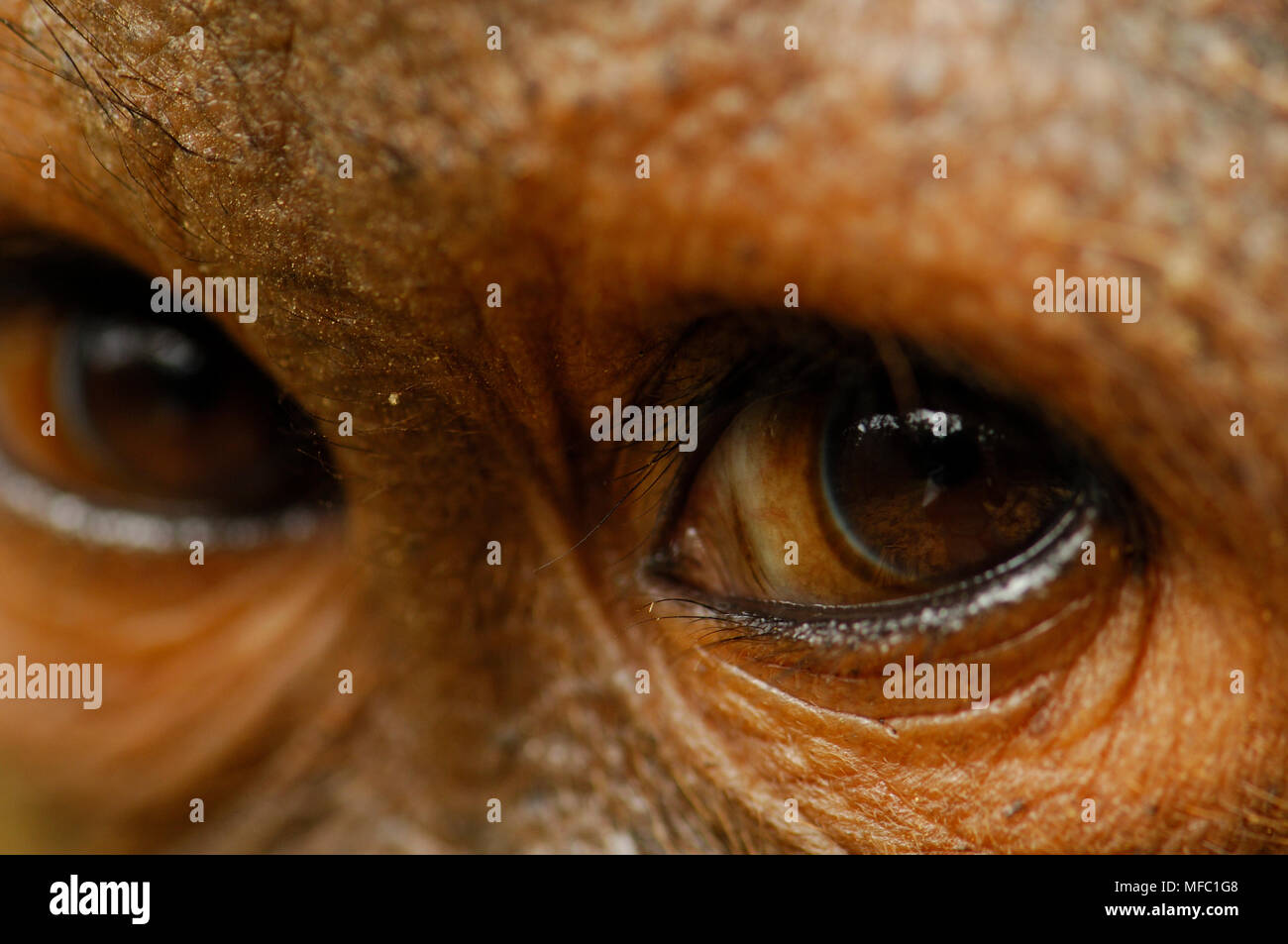ORANGUTAN Pongo pygmaeus eye detail Borneo, Malaysia. Stock Photo