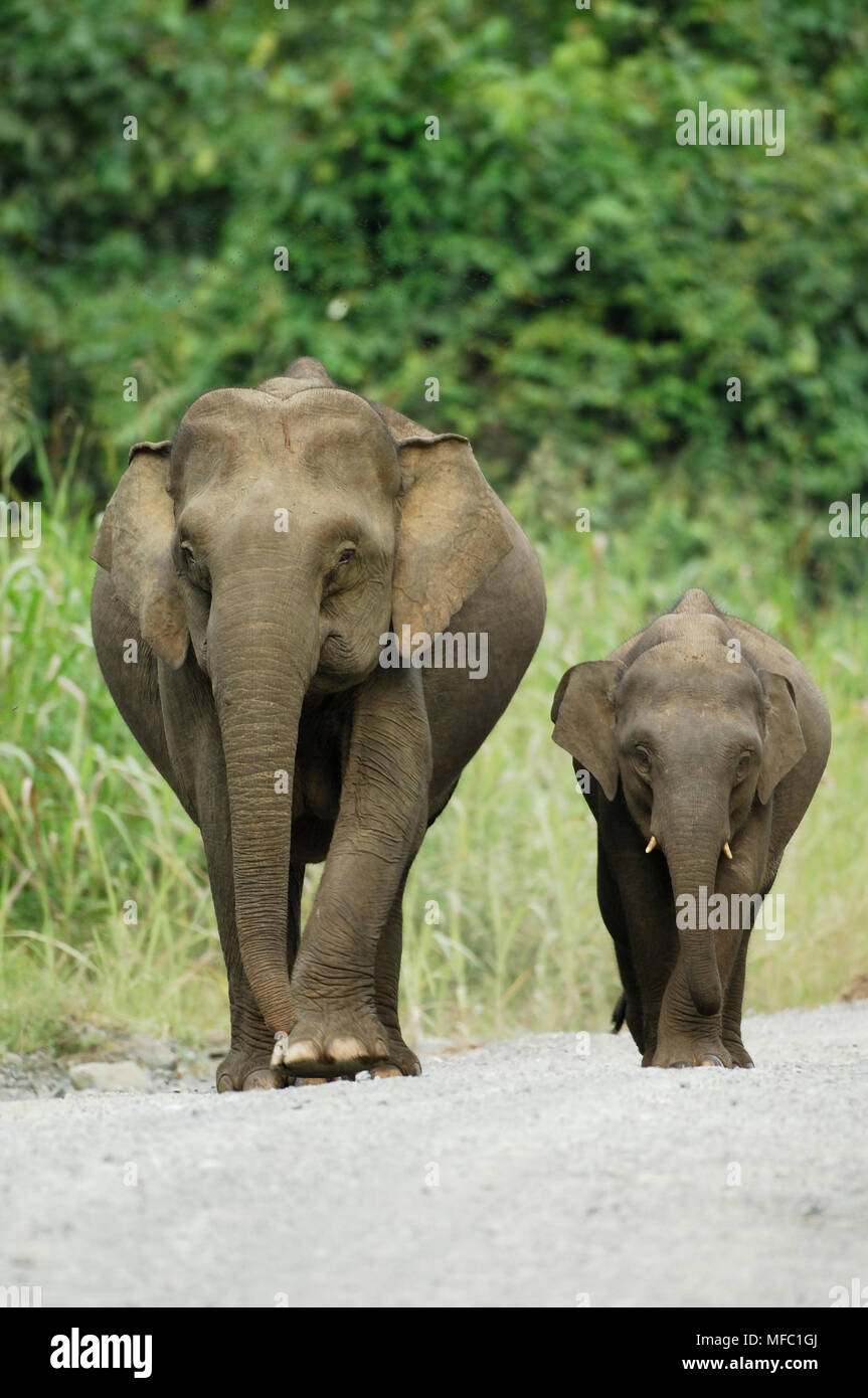 BORNEAN ASIAN ELEPHANT Elephas maximus mother and young Kinabatangan, Sabah, Malaysia Stock Photo