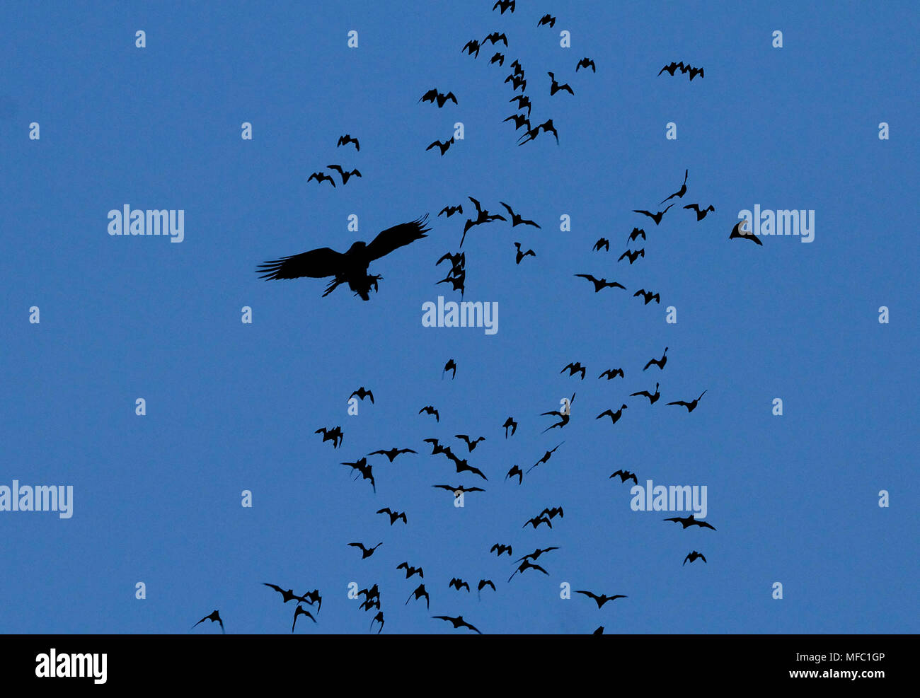 BAT HAWK Machaerhamphus alcinus taking bat in flight Sabah, Borneo, Malaysia Stock Photo
