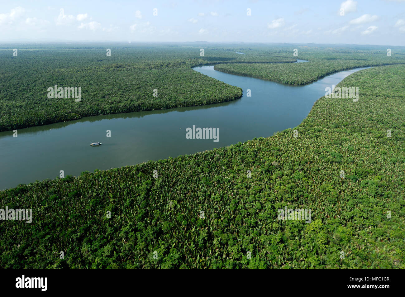 MANGROVE FOREST Sabah, Borneo. Stock Photo