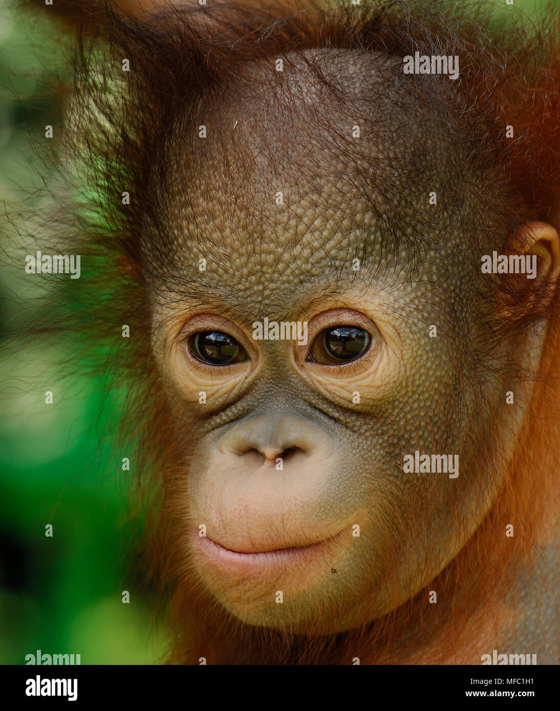 ORANGUTAN young Pongo pygmaeus Sepilok, Sabah, Borneo, Malaysia Stock Photo