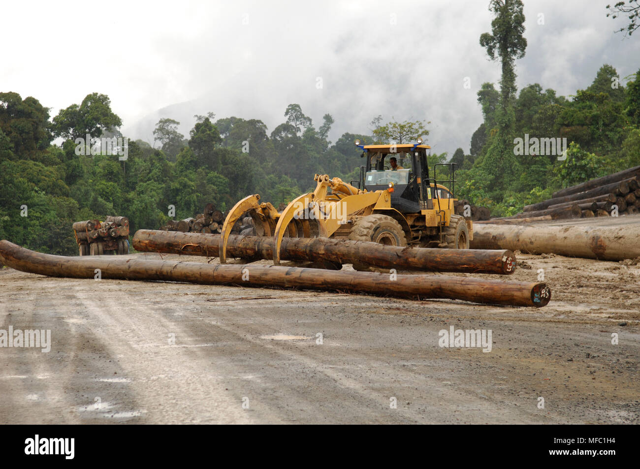 RAINFOREST DESTRUCTION Sabah, Borneo, Malaysia Stock Photo