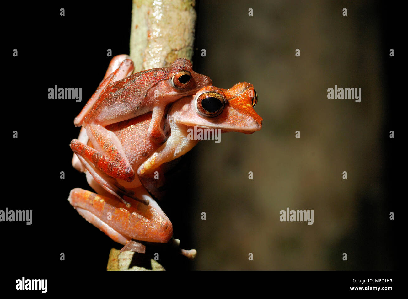 COLLETT'S TREE FROG Polypedates colletti pair mating Sabah, Malaysia Stock Photo