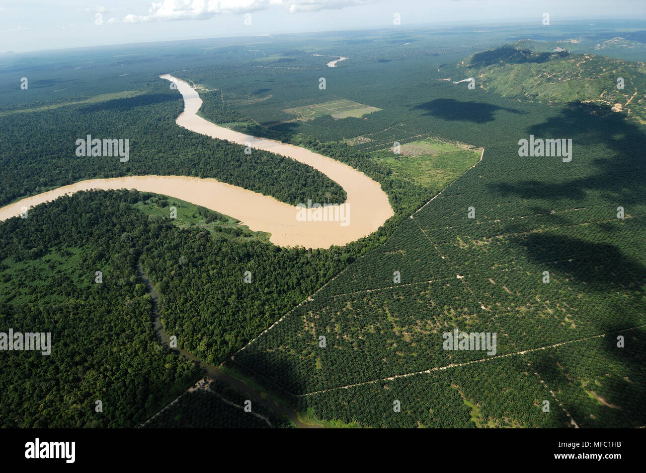 OIL PALM PLANTATION bordering rainforest Kinabatangan, Sabah, Borneo, Malaysia Stock Photo