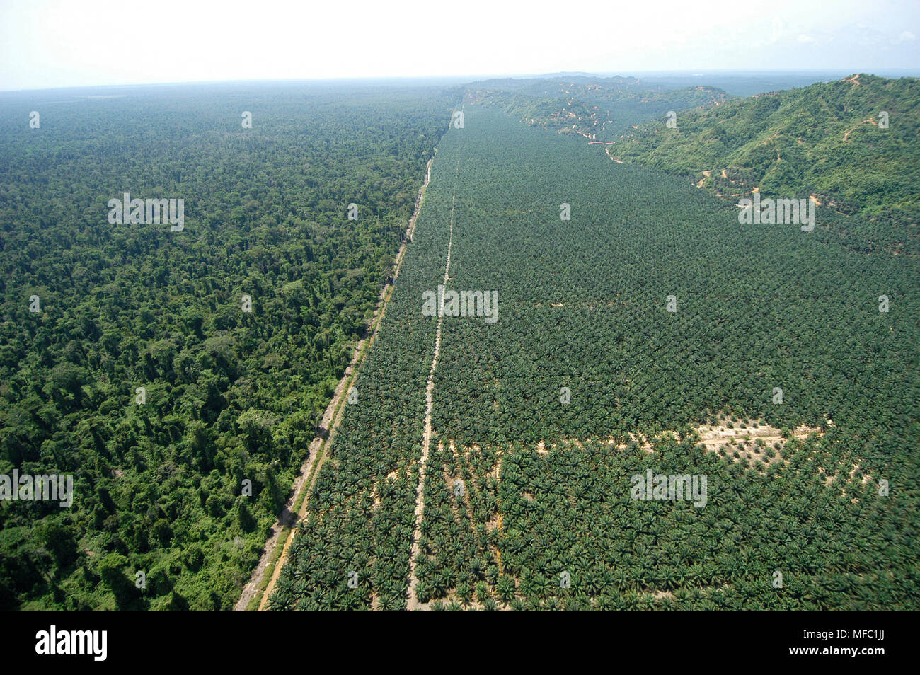OIL PALM PLANTATION bordering rainforest Sabah, Borneo, Malaysia Stock Photo