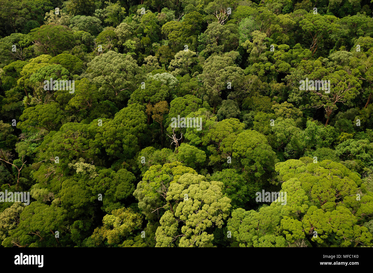 RAINFOREST aerial view of canopy Sabah, Borneo, Malaysia. Stock Photo