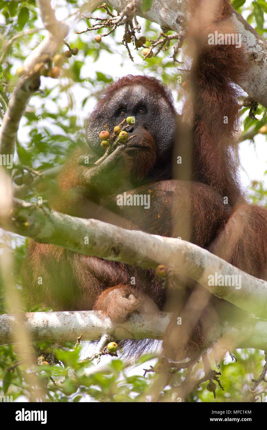 ORANGUTAN wild Pongo pygmaeus Malaysia Stock Photo