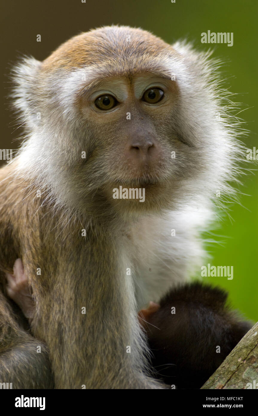 LONG-TAILED MACAQUE Macaca fascicularis with young Malaysia Stock Photo