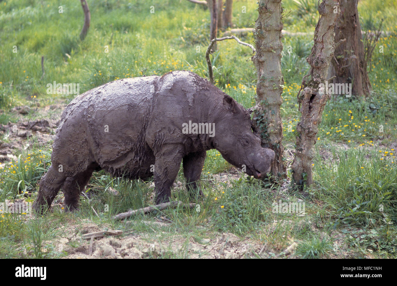 SUMATRAN RHINOCEROS Dicerorhinus sumatrensis Endangered species Stock