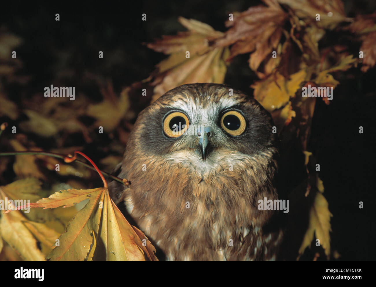 SOUTHERN BOOBOOK OWL  Ninox novaeseelandiae  face detail. New Zealand Stock Photo