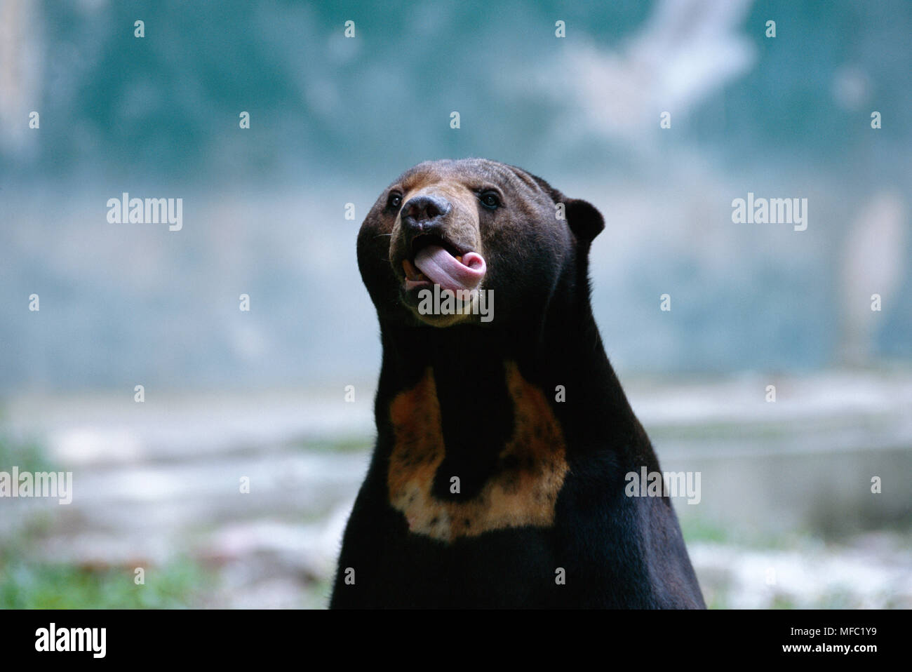 SUN BEAR Helarctos malayanus head detail, tongue protruding Length of