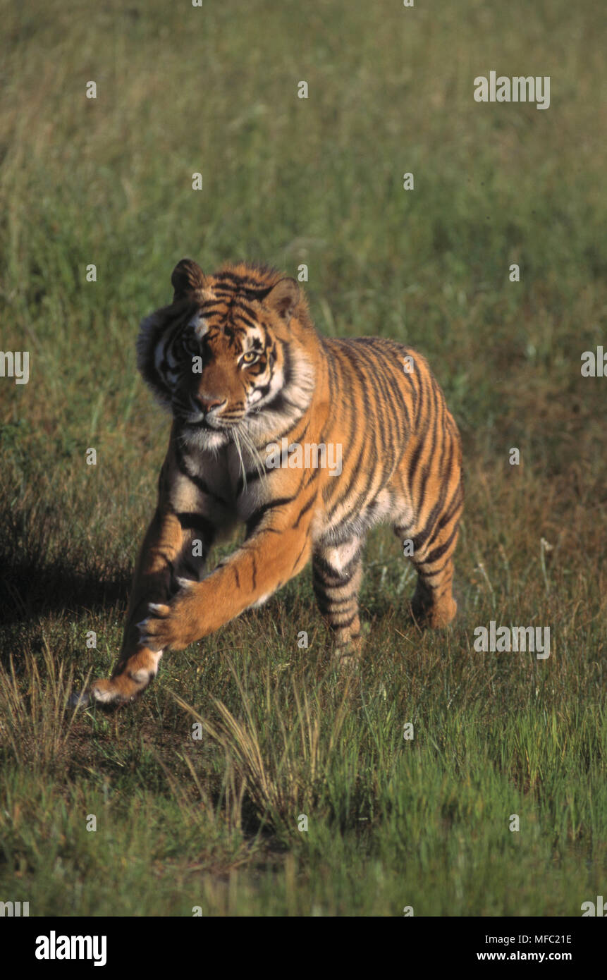 Bengal tigers running hi-res stock photography and images - Alamy