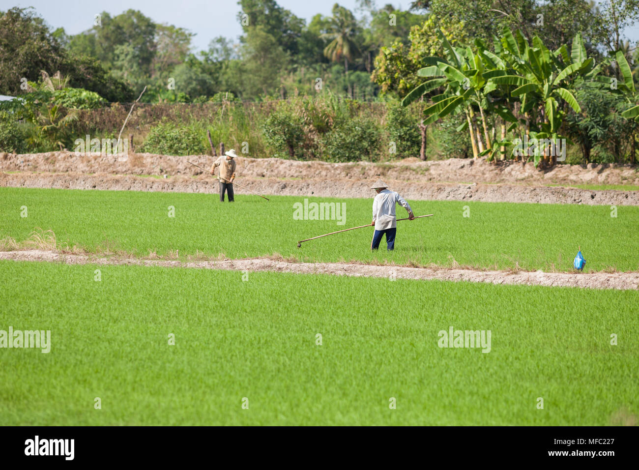Vietnamese peasants hires stock photography and images Alamy