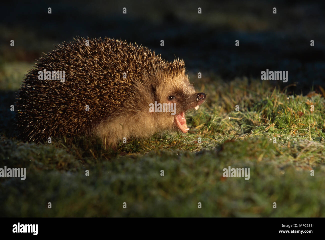Yawning Hedgehog