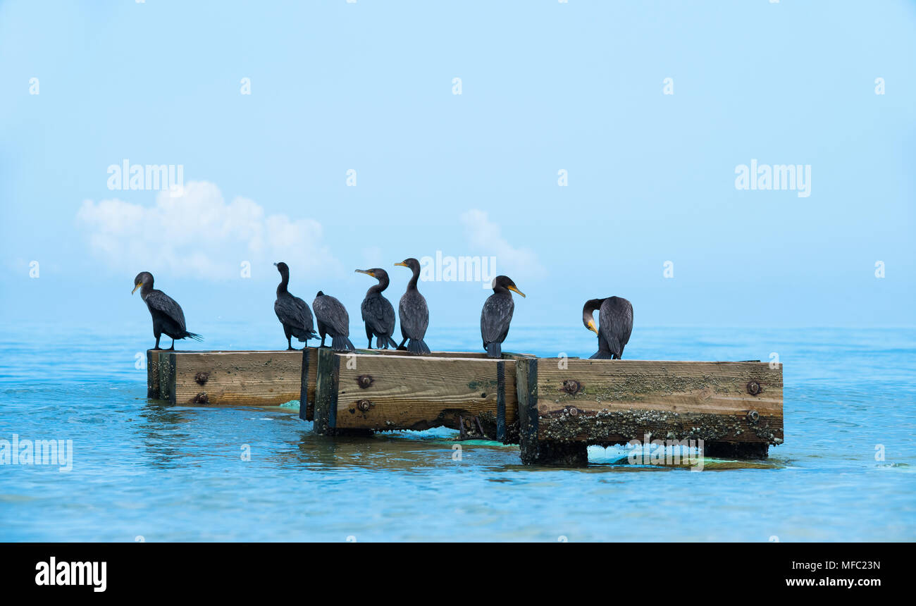 Cormorants getting an ocean breeze / Florida shore birds / Soft blue sea and sky / double crested cormorant Stock Photo