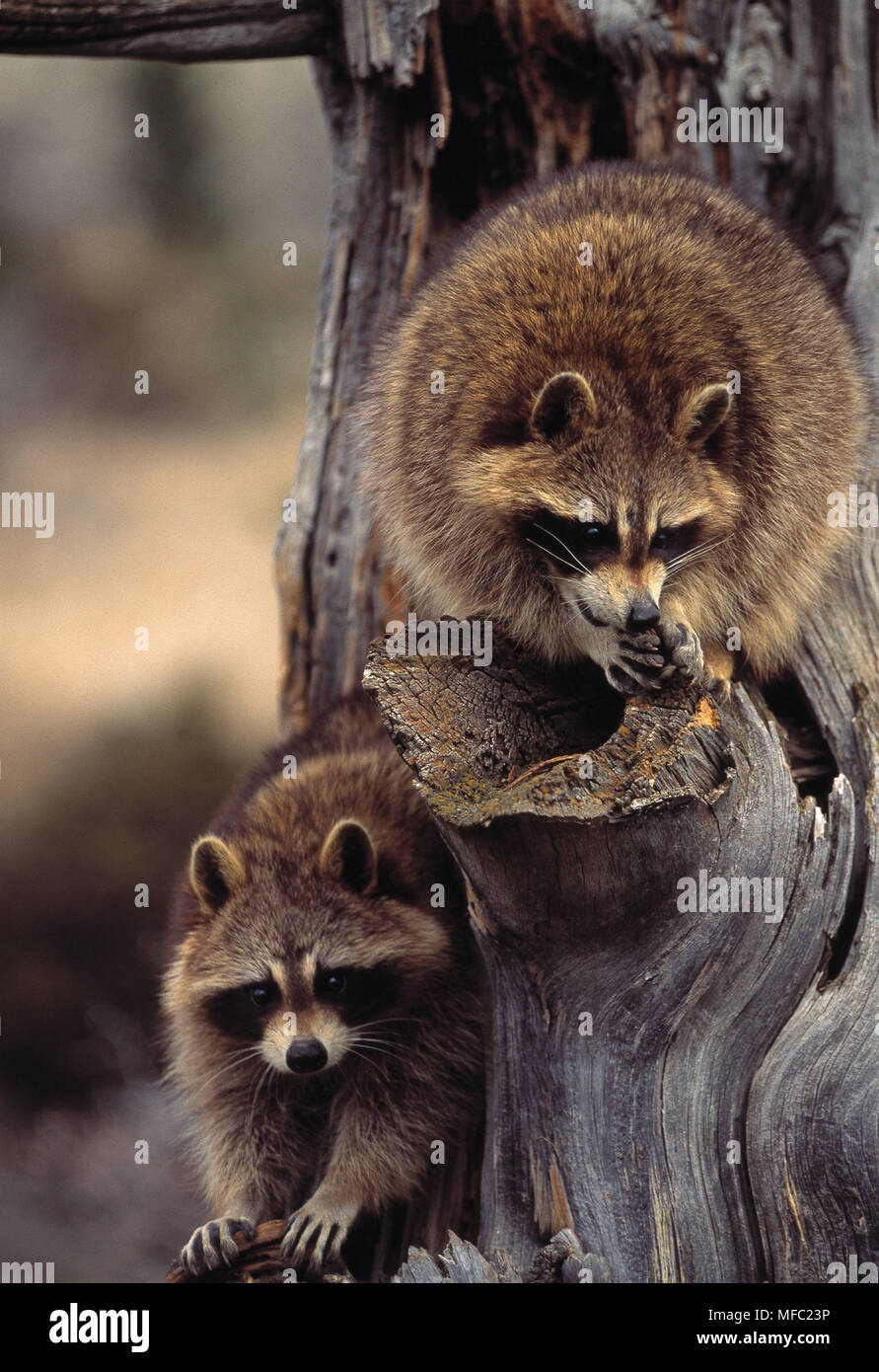 RACCOONS two on dead tree   Procyon lotor Montana, USA Stock Photo