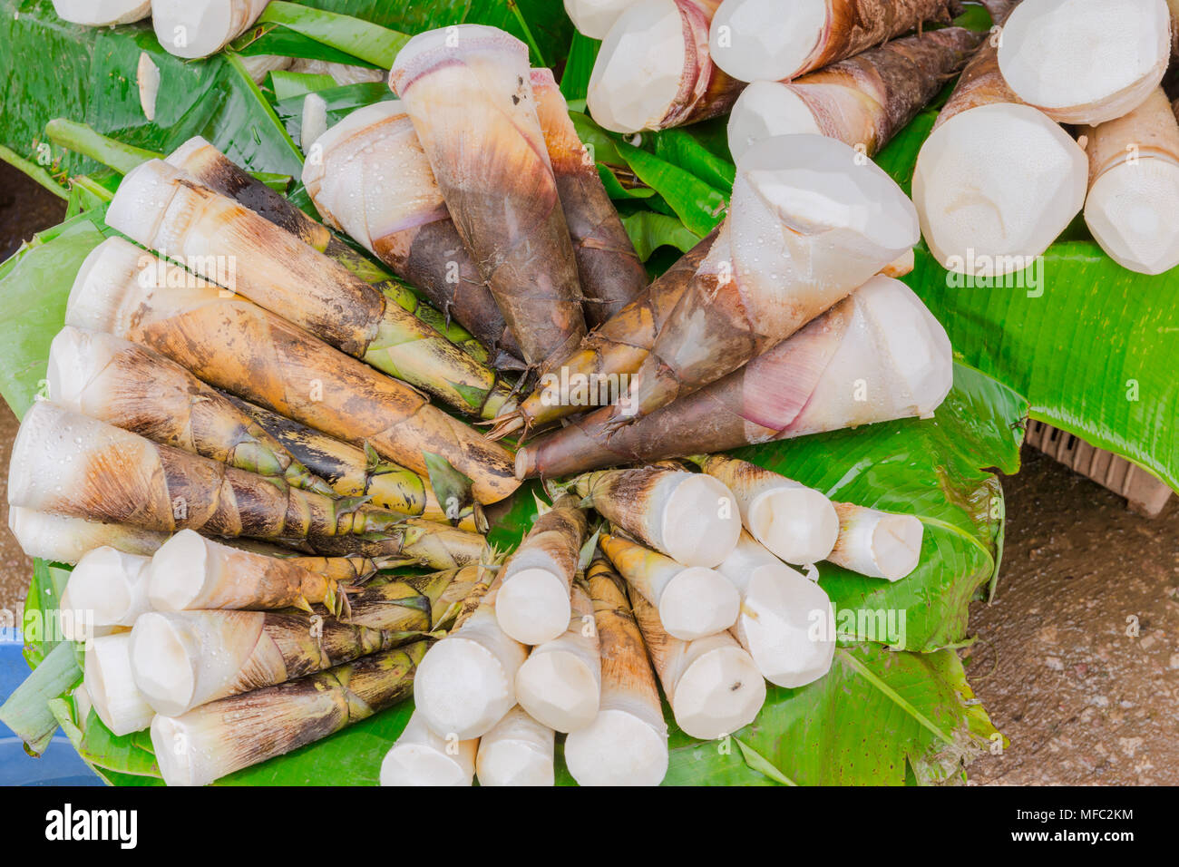 Bamboo shoots or bamboo sprouts High in Uric Acid danger from Stock