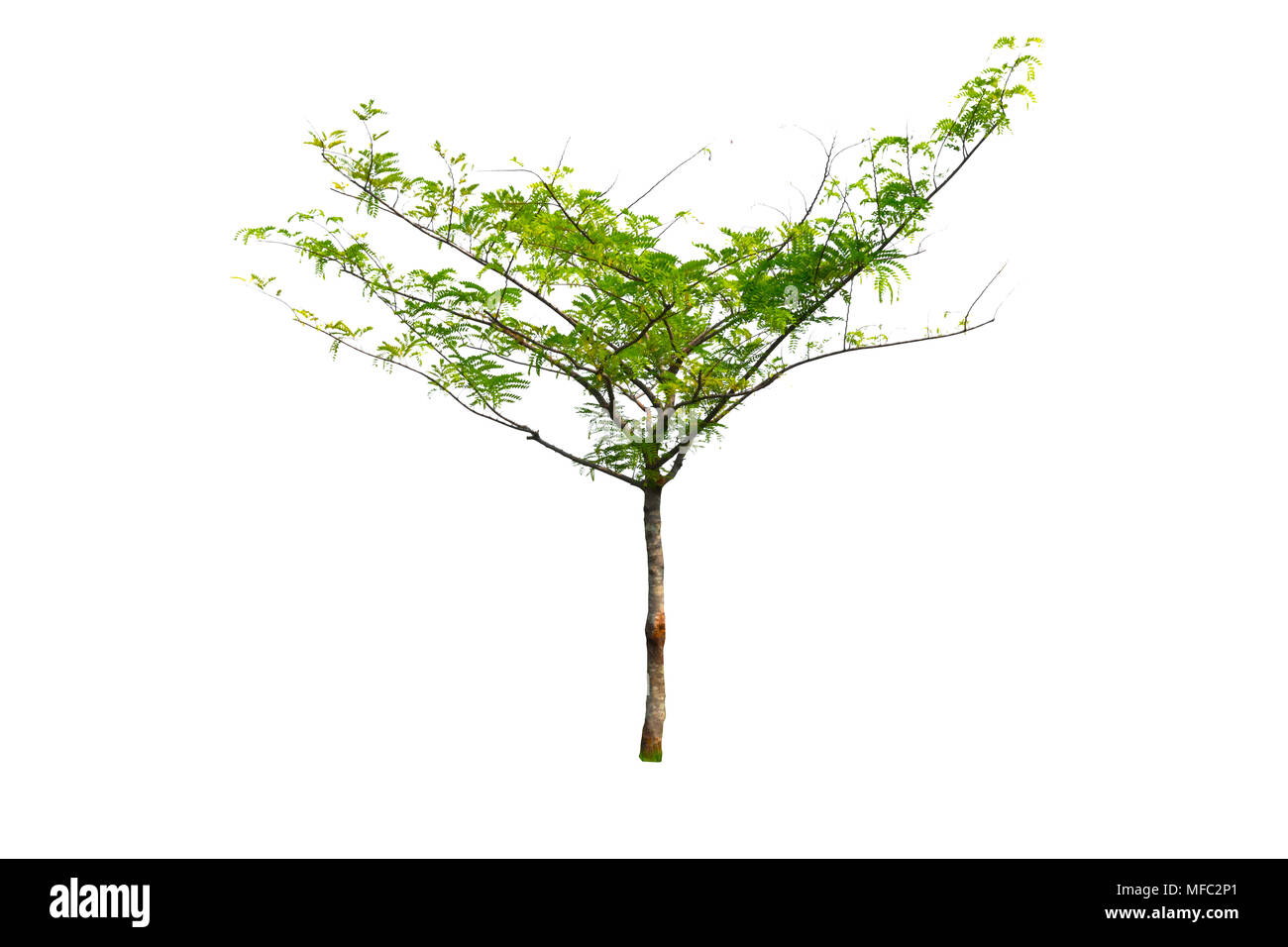 small tree isolated on white background with clipping path Stock Photo
