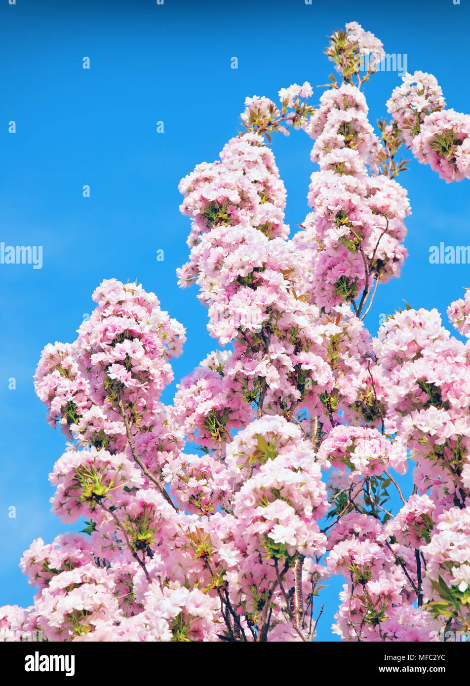cherry blossom against blue sky Stock Photo - Alamy