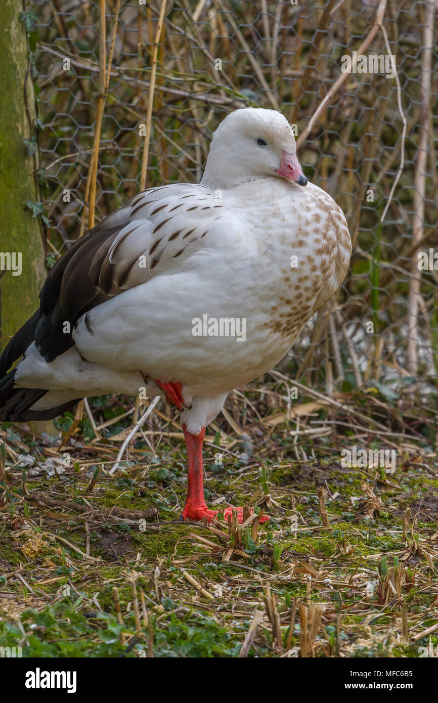 Andean Goose at Slimbridge Stock Photo