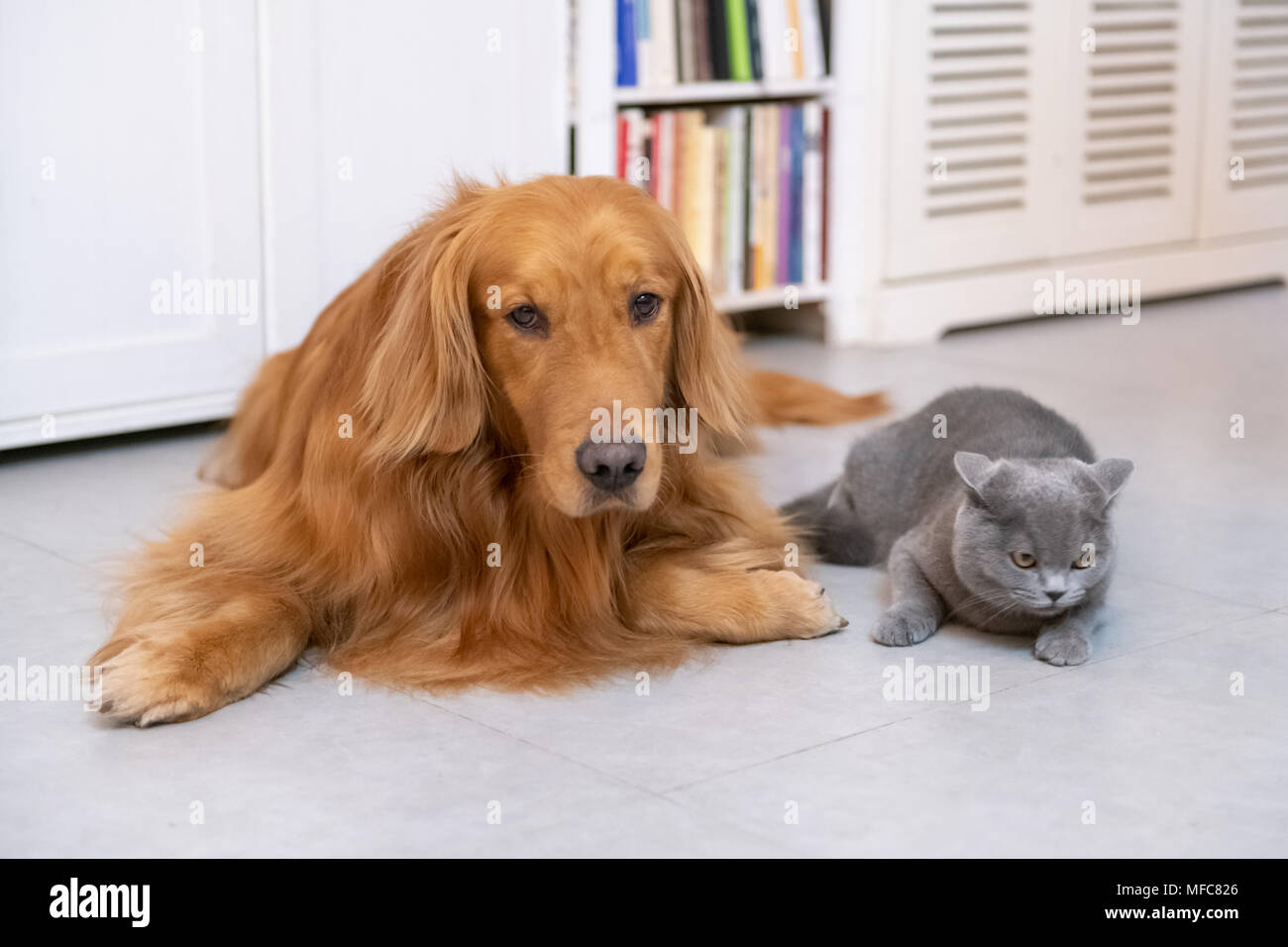British Short Hair Cat And Golden Retriever Friendly To Get Along