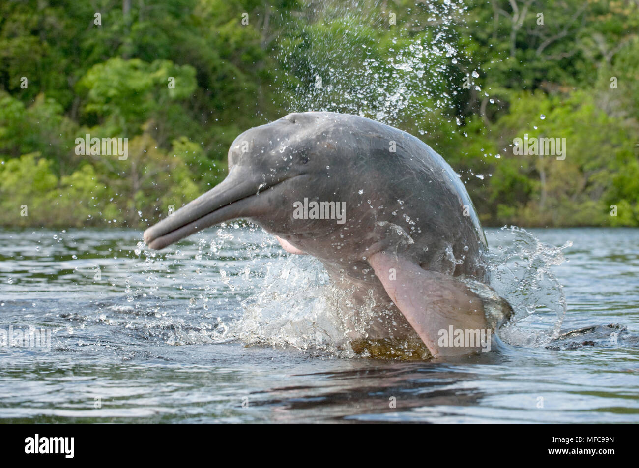 Amazon River Dolphins (Inia geoffrensis) Ariau River tributary of Rio Amazon River Dolphins (Inia geoffrensis) Ariau River tributary of Rio