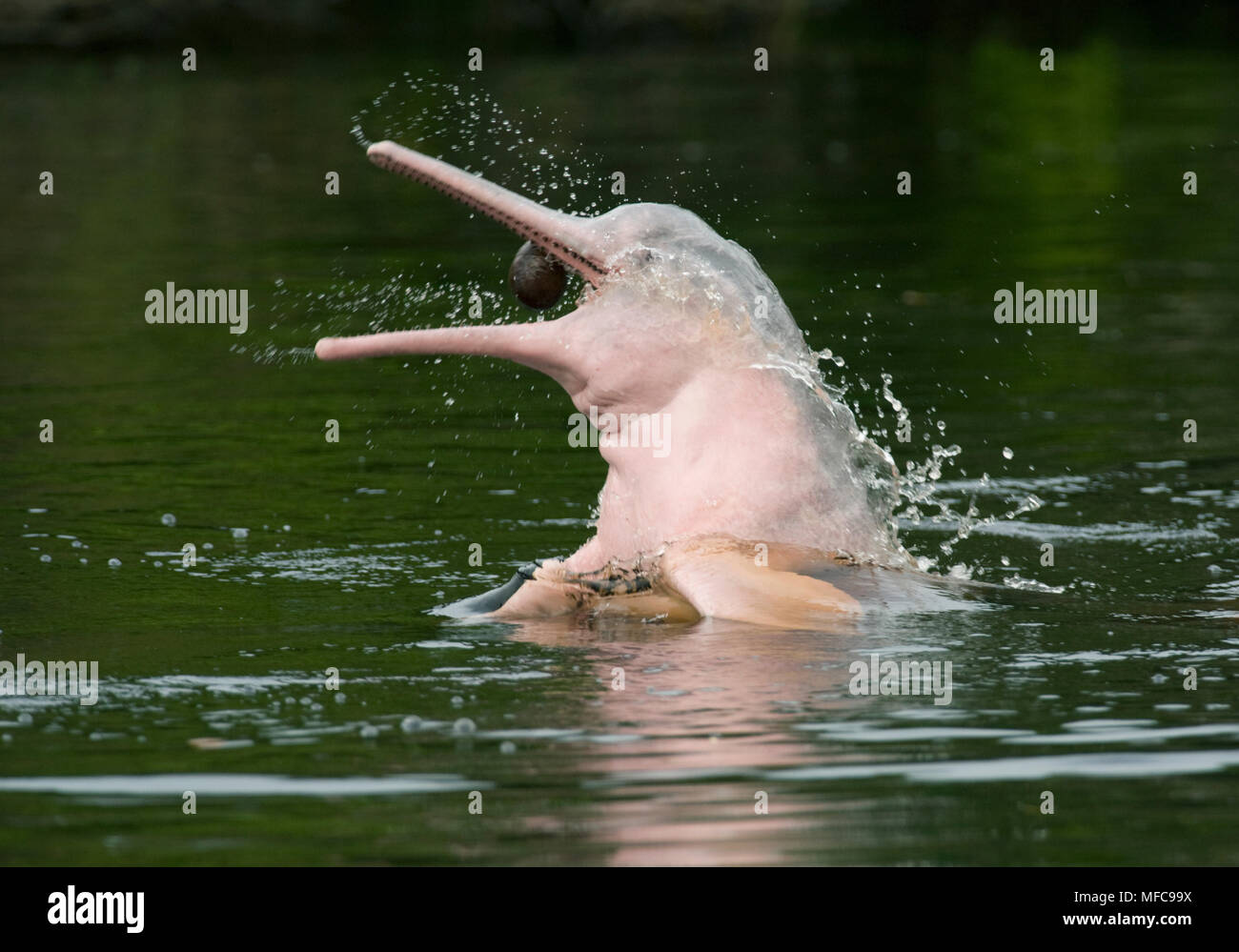 Amazon River Dolphin or Boto (Inia geoffrensis) Playing with floating Macucu seed, Rio Negro, Amazonia, Brazil Stock Photo