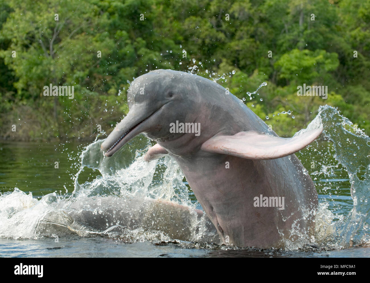 Amazon River Dolphins (Inia geoffrensis) Ariau River, tributary of Rio  Negro. Amazonia, Brazil Stock Photo - Alamy