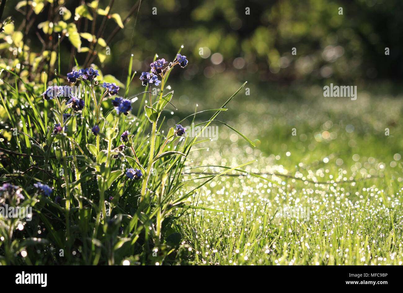 Beautiful early morning in a sunlit wild flower meadow in the spring. With forget me not flowers and dewy grass. Stock Photo