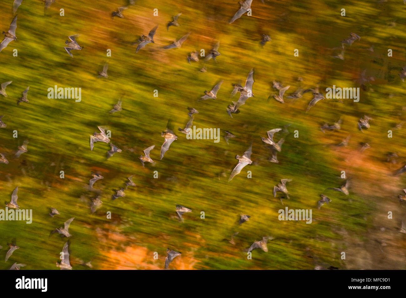 Bats emerge from limestone cave at dusk, Calakmul Biosphere Reserve