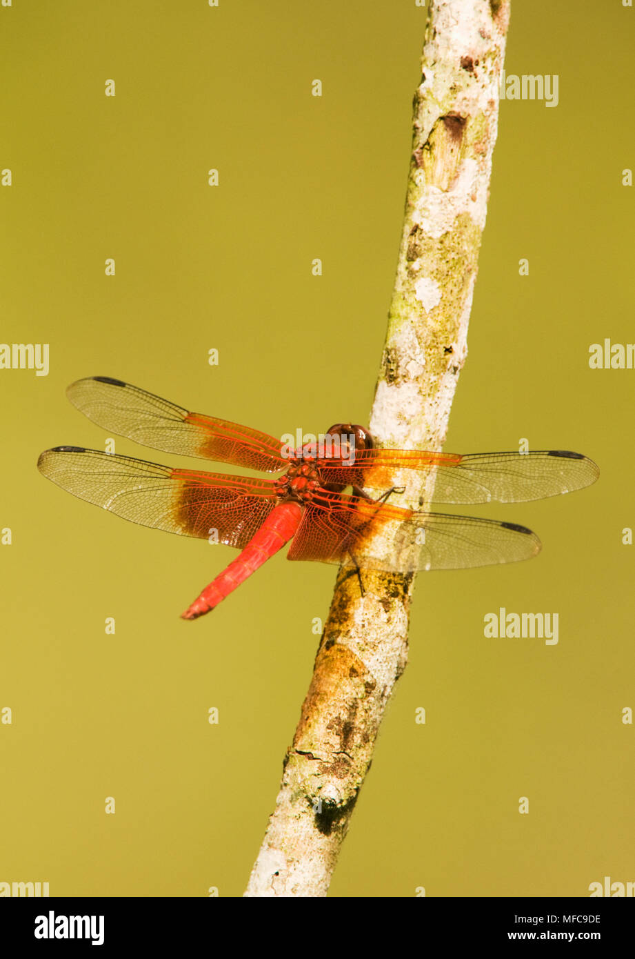 Roseate Skimmer Dragonfly (Orthemis Ferruginea) Calakmul Biosphere Reserve, Yucatan, MEXICO Stock Photo