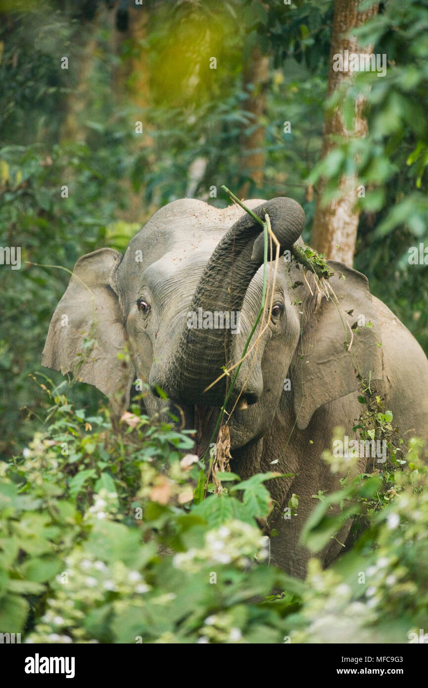 Asian Elephant (Elephas maximus) feeding in forest, Gibbon Wildlife ...