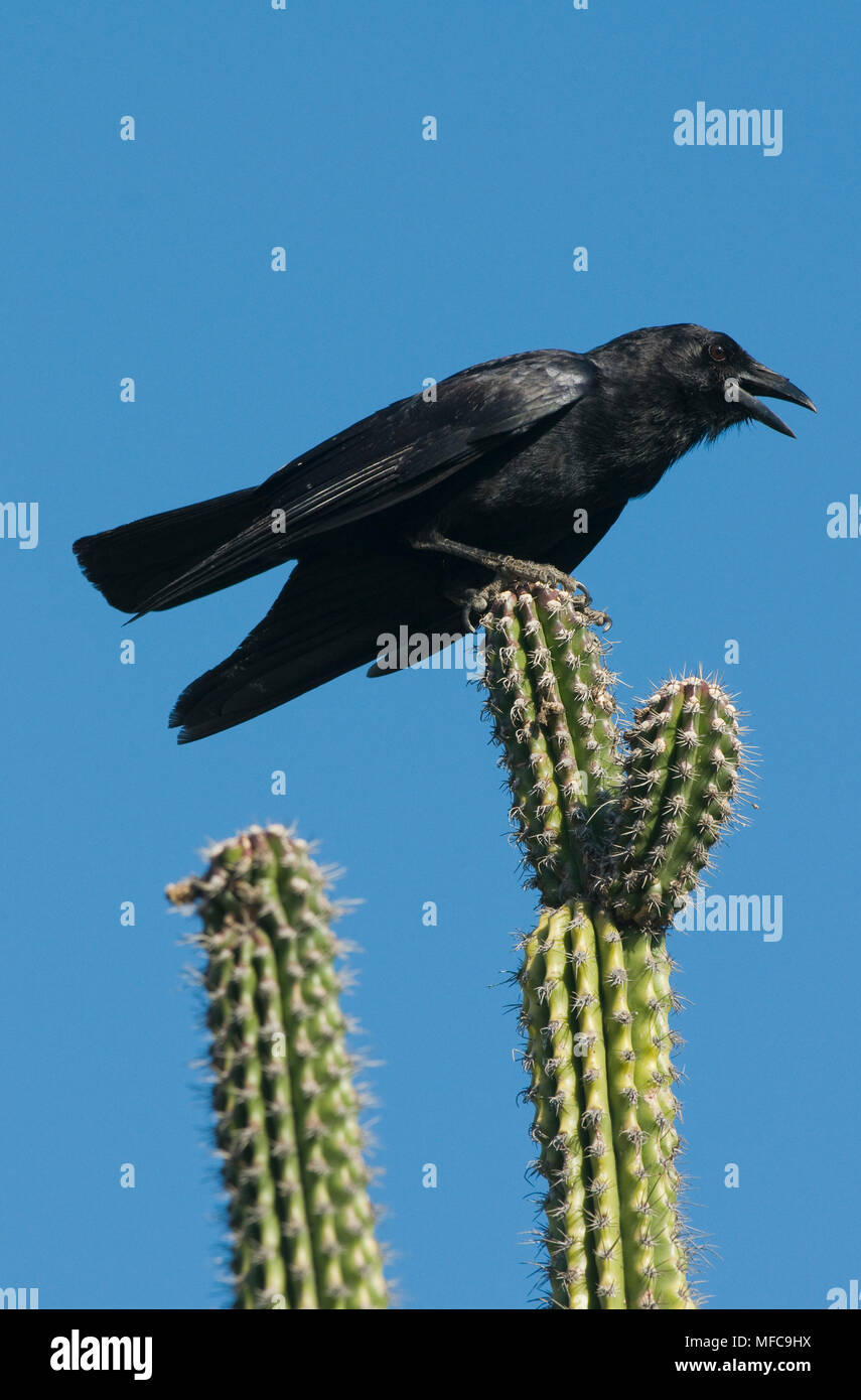 Hispaniolan Palm Crow (Corvus palmarum) Isla Cabritos, Lago Enriquillo ...