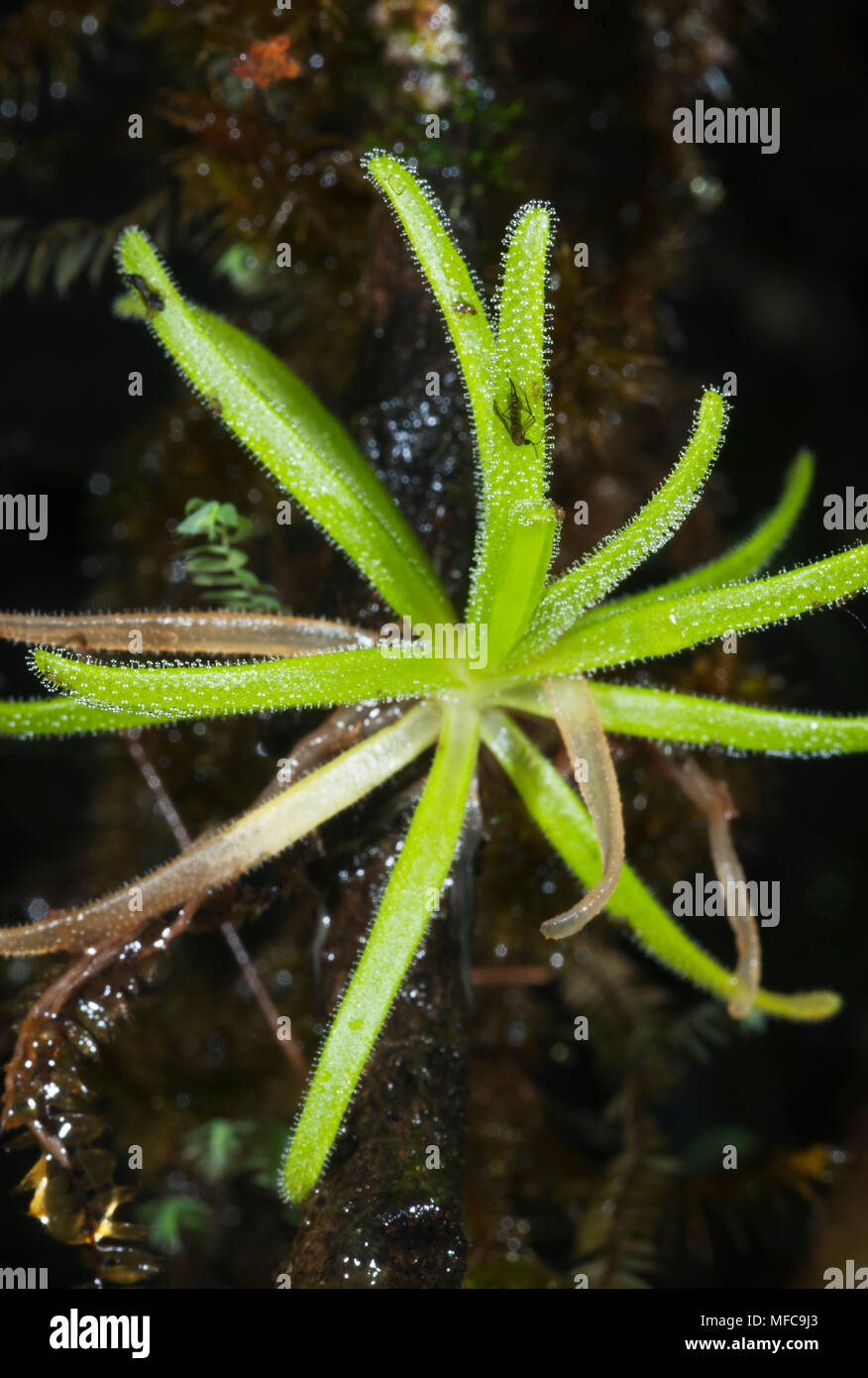 Endemic Carnivorous Plant (Pinguicula casabitoana), Ebano Verde Reserve, Dominican Republic. ENDANGERED Stock Photo